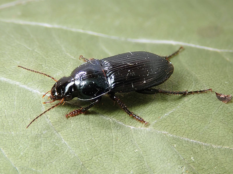 Carabidae: Harpalus anxius ?? No, Harpalus dimidiatus